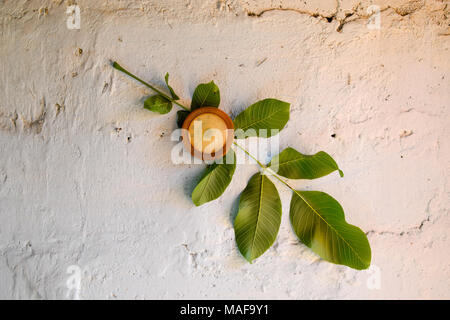 Bimetall-thermometer auf eine weiße Wand. Ein Blatt Nussbaum. Stockfoto