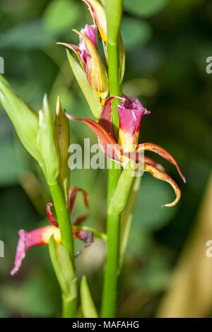 Mehr Sumpf - Orchidee, Fajus (Phaius tankervilleae) Stockfoto