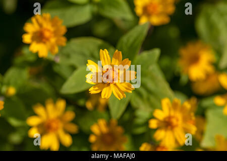 Butter Daisy, Medaljongblomster (Melampodium paludosum) Stockfoto