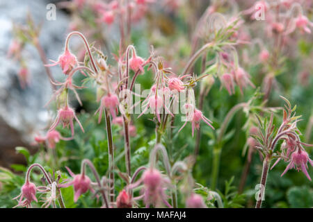 Prairie Rauch, Fjärdernejlikrot (Geum triflorum) Stockfoto