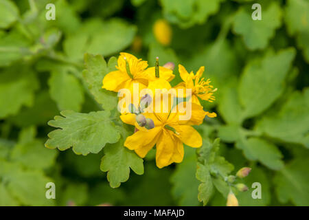 , Schöllkraut (Chelidonium majus) Skelört Stockfoto