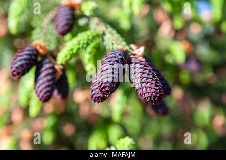 Auf Chinesisch purpurgran Purple-Coned Fichte (Picea purpurea) Stockfoto