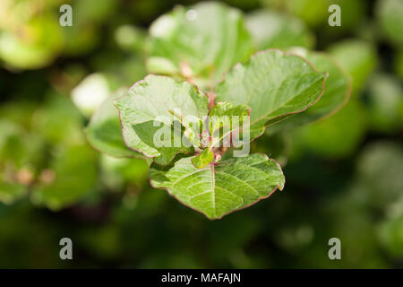 Japanischer Knöterich, Parkslide (Fallopia japonica) Stockfoto