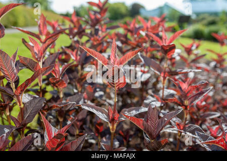 "Firecracker", Guldlysing gesäumten Felberich (Lysimachia ciliata) Stockfoto