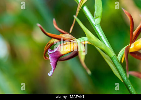 Mehr Sumpf - Orchidee, Fajus (Phaius tankervilleae) Stockfoto