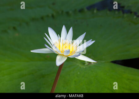 Madagaskar Zwerg, Kvicklotus (Nymphaea x Daubenyana) Stockfoto