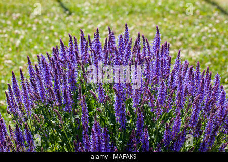 'Blauhügel, Blue Hill 'Woodland, Stäppsalvia Salbei (Salvia officinalis) Stockfoto