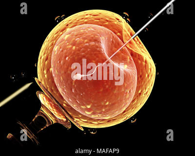 Cell Injektion - künstliche Befruchtung. Nadel anstechen der Zellmembran. Spermatozoon in Ei. Auf schwarzem Hintergrund isoliert. 3D-Rendering Stockfoto