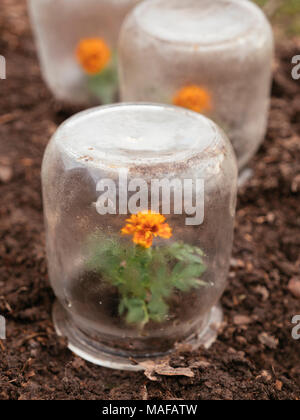 Tagetes gegen Frost mit alten Glas canning Jars im frühen Frühjahr geschützt. Stockfoto