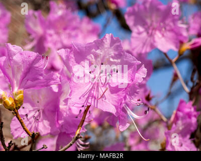 Rhododendron mucronulatum Blumen im Garten in der Mitte des sonnigen Frühling Stockfoto