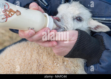Flasche Lamm, Essen in einer Runde Stockfoto