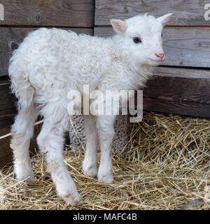Ein kleines weisses Lamm stehen auf eigenen Stockfoto
