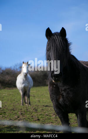 Black Horse Hengst im grünen Feld auf Kamera mit weißem Pferd im Hintergrund auch Vorwärts Stockfoto