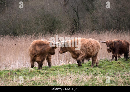 März 2018 - Hochlandrinder weiden auf der Somerset Levels in der Nähe von Ashcott Stockfoto