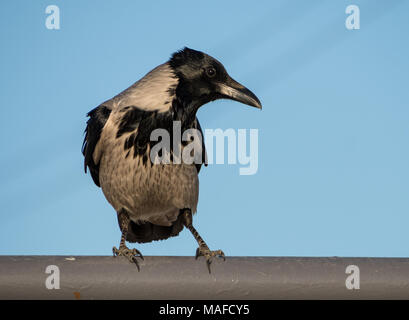 Porträt einer Nebelkrähe, Corvus cornix, vor blauem Himmel in warmes Licht Stockfoto