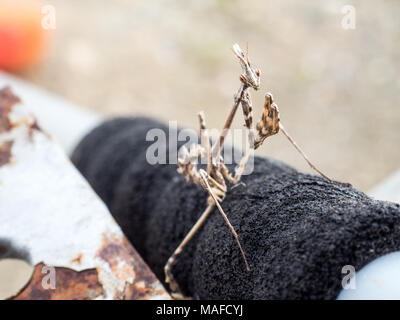 Eine Pfeilspitze, Mantis, Empusa pennata, stehend auf einem Besenstiel Stockfoto