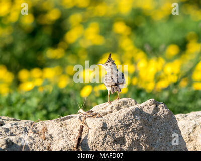 Crested Lark (Galerida cristata) thront auf einem Felsen vor dem Hintergrund der gelben Wildblumen in Zypern Stockfoto