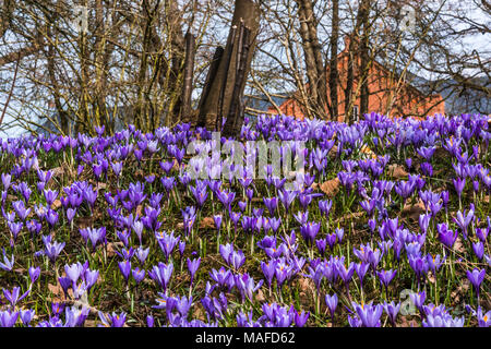 Crocus meadow (lat. Crocus napolitanus Mord Laun & Lois, C. Vernus Hill) vor einem orange Gebäude, Husum, Deutschland Stockfoto