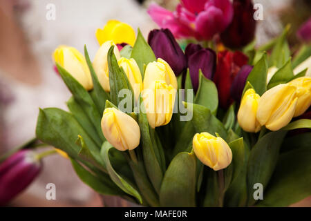 Rosa Tulpen in einer Metall Eimer vor dem Hintergrund der weißen Wand Stockfoto