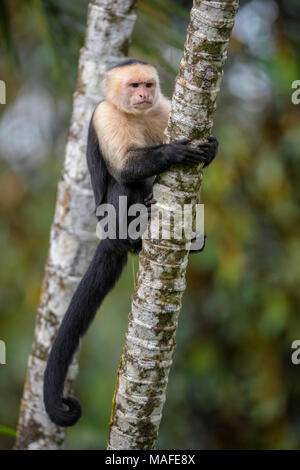 White-faced Kapuziner - Cebus capucinus, schöne weiße Gesichter bronw Primas von Costa Rica aus Wald. Stockfoto