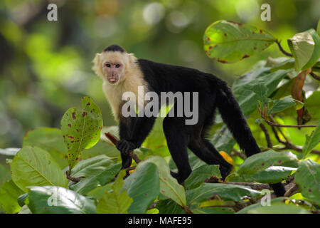 White-faced Kapuziner - Cebus capucinus, schöne weiße Gesichter bronw Primas von Costa Rica aus Wald. Stockfoto