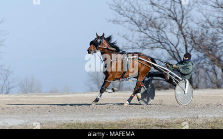 Ontario Standardbreds alle für einen Lauf rund um die Strecke auf einem hellen Samstag Morgen in Alabama Ontario, Kanada angeheftet. Stockfoto