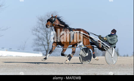 Ontario Standardbreds alle für einen Lauf rund um die Strecke auf einem hellen Samstag Morgen in Alabama Ontario, Kanada angeheftet. Stockfoto