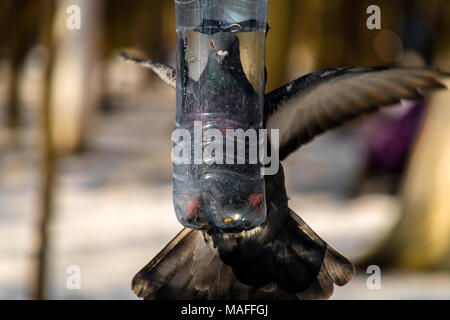 Blaue Taube versucht, in einen kleinen Bird Feeder zu klettern aus einer Plastikflasche (Columba) Stockfoto