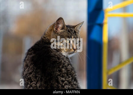 Tabby Katze sitzt bei einer halben Umdrehung und sah weg Stockfoto