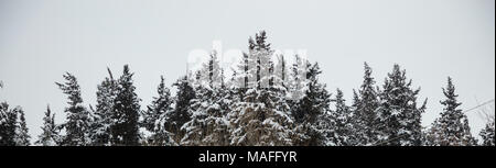 Weihnachten und Winter Konzept. Wald mit Schnee an der Spitze der Bäume, nebligen Himmel Hintergrund. Panoramaaussicht, Banner. Stockfoto