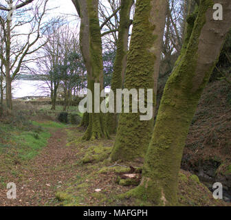 Blatt bedeckt Wald Weg durch europäische Buche, Fagus sylvatica in Moos bedeckt. West Cork, Irland Stockfoto