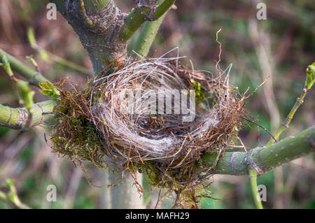 Schließen Sie leere Vögel Nest im Baum Stockfoto