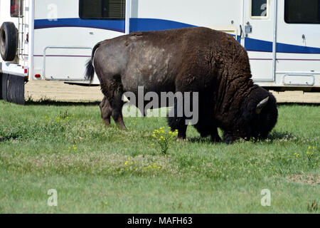 Camping mit wilden Büffel in den Badlands National Park in South Dakota, USA. Stockfoto