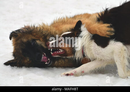 Zwei Hunde spielen im Park mit Schnee im Hintergrund Stockfoto