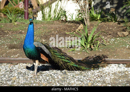 Ein männlicher Peacock seine pulsierenden Gefieder angezeigt Stockfoto