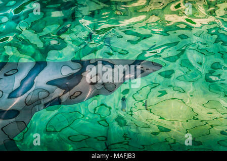 Abstraktes Bild von einem Hai unter Wasser in einem Tank mit Lichtern refelcting oben auf dem Wasser. Stockfoto