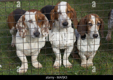 Basset Hounds in einem Draht Käfig Stockfoto