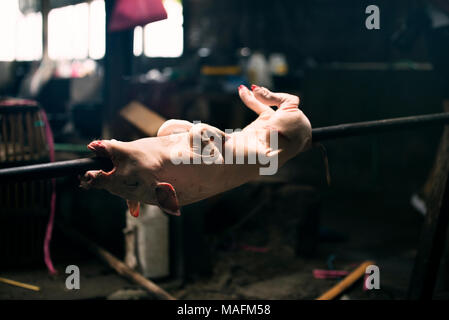 Schwein am Bügeleisen bar und fertig braten. Stockfoto