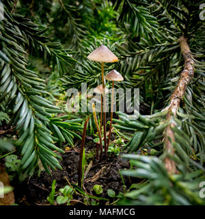 Hohe Pilze von Pine Tree Branches umgeben Stockfoto