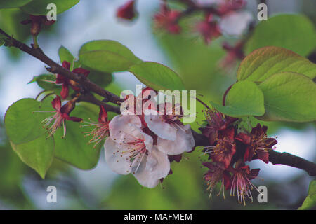 Zweig des Rosa apricot Blüten am Baum im April Stockfoto
