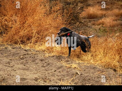 Deutsch Kurzhaar Abrufen eines Fasan Stockfoto