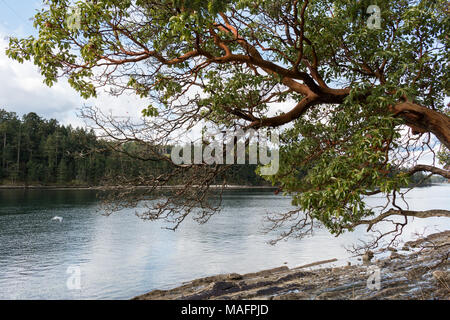 Die Erdbeerbäume (Arbutus Baum menzeisii) wächst an der Küste von British Columbia. Das Arbutus Baum ist die einzige native Breitblättrige immergrüner Baum in Kanada. Stockfoto