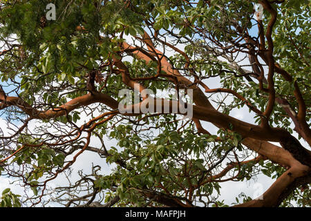 Die Erdbeerbäume (Arbutus Baum menzeisii) wächst an der Küste von British Columbia. Das Arbutus Baum ist die einzige native Breitblättrige immergrüner Baum in Kanada. Stockfoto