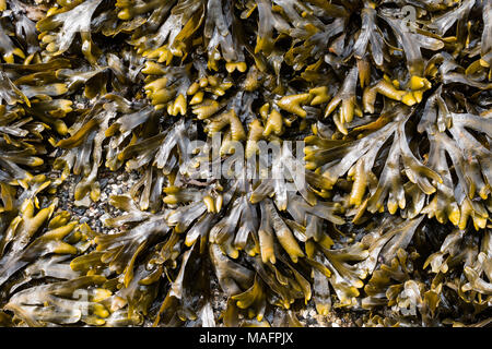 Blasentang (Fucus Meeresalgen Gardneri) ist ein essbarer Kelp, wächst in der gezeitenzone Regionen von British Columbia. Stockfoto