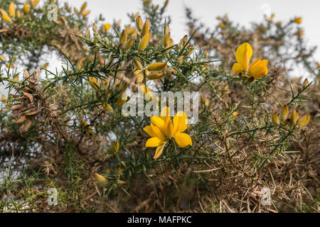 Scotch Broom, Cytisus scoparius, ist eine invasive Arten zu British Columbia Stockfoto