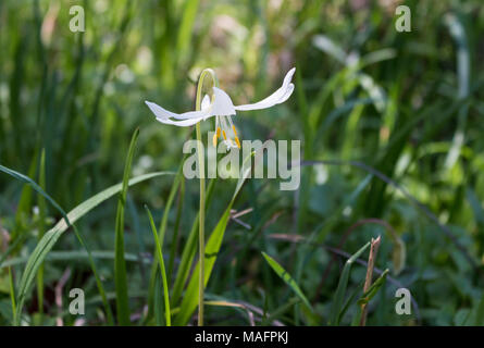 Riesige weiße fawnlily (Erythronium oregonum) wächst im Frühjahr Stockfoto