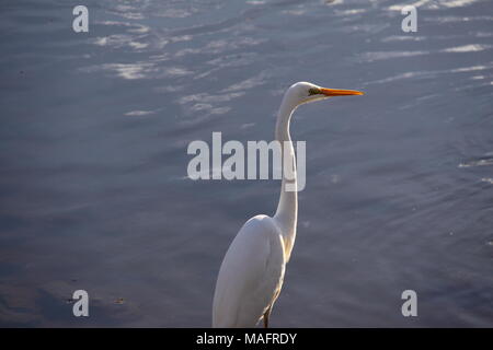 Östlichen Silberreiher (Ardea alba Modesta) Stockfoto