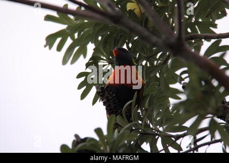 Rainbow Lorikeet (trichoglossus Moluccanus) Stockfoto