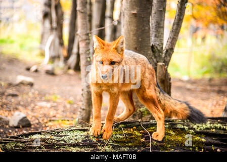 Torres del Paine, Chile - Culpeo, patagonische Fox in Südamerika, wildes Tier in Patagonien. Stockfoto