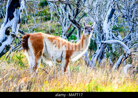 Guanako. Torres del Paine, Chile - wilde Guanako, ein Camelid native nach Patagonien in Südamerika. Stockfoto